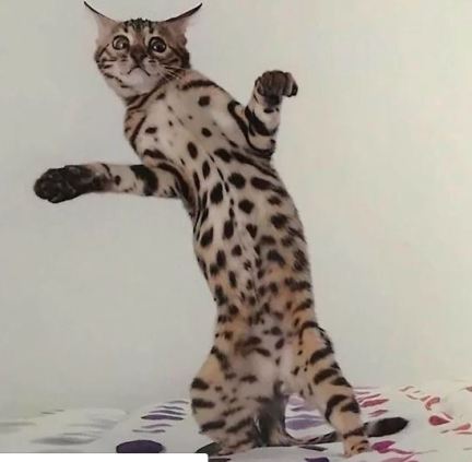 CatDancing.JPG