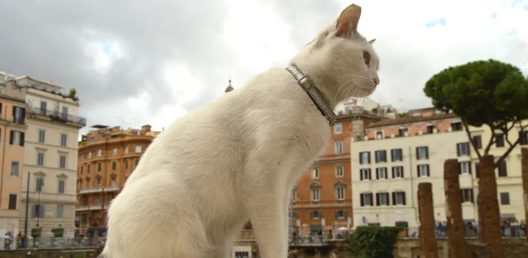 RomeCat